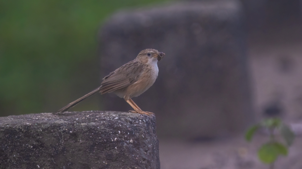Common Babbler